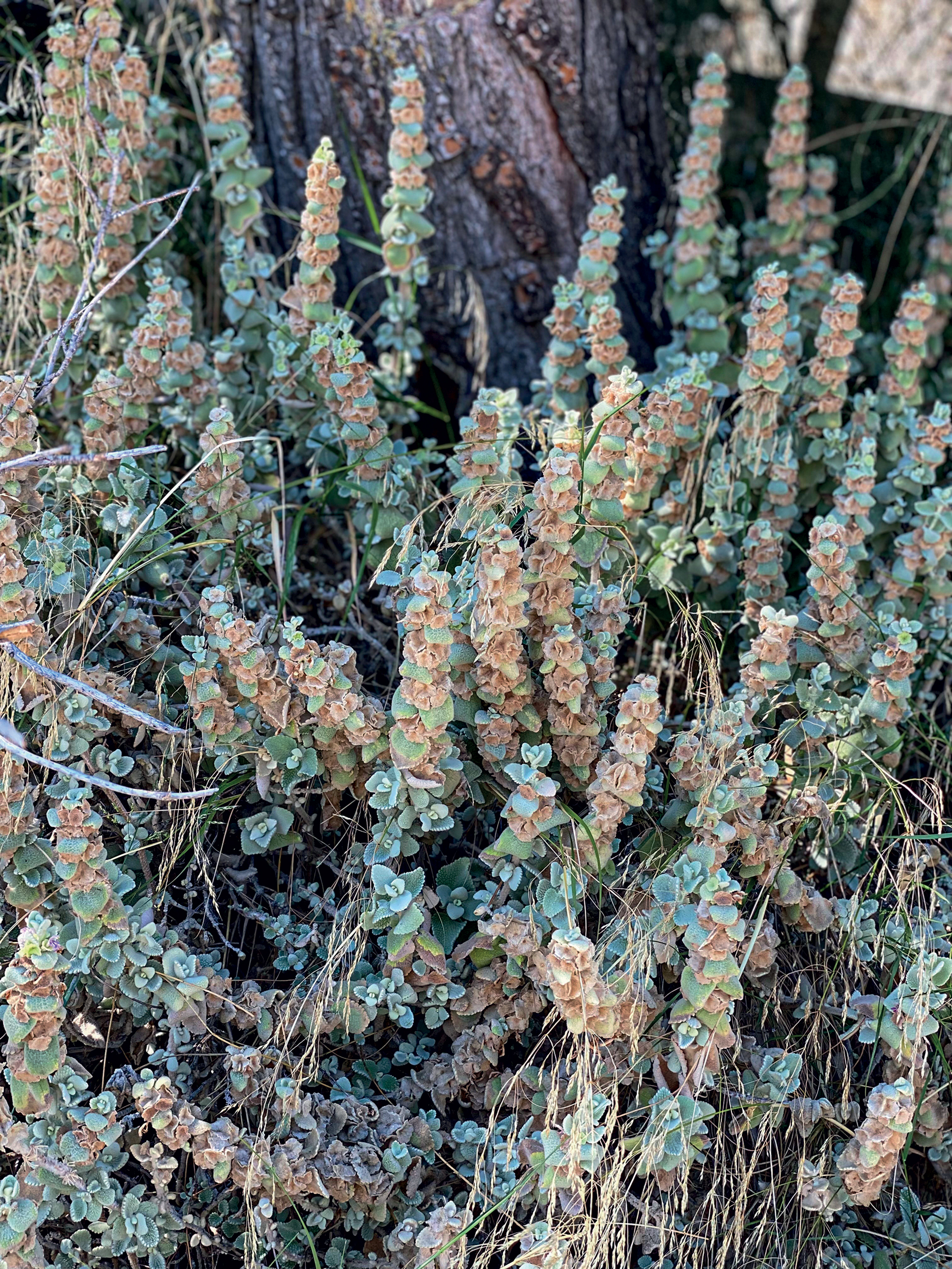 Συζητώντας με τη Δρ. Μακρινή Αλεξιάδη, την πιο διάσημη δερματολόγο του Μανχάταν-3