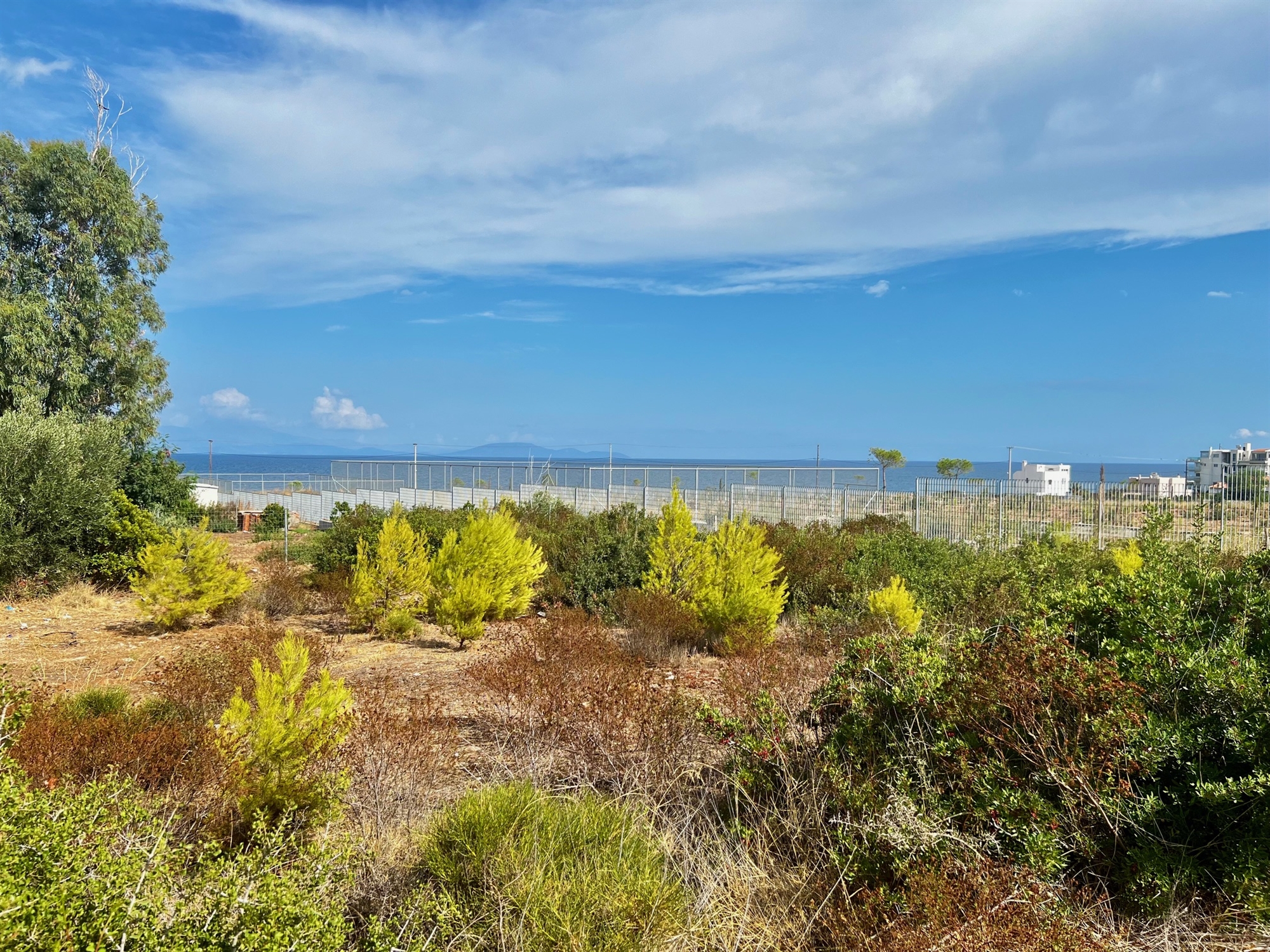 Η πευκοφοβία «καίει» το Μάτι-3