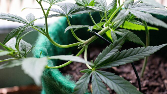 τσεχία-η-κυβέρνηση-προτείνει-χαλάρωσ-563234944