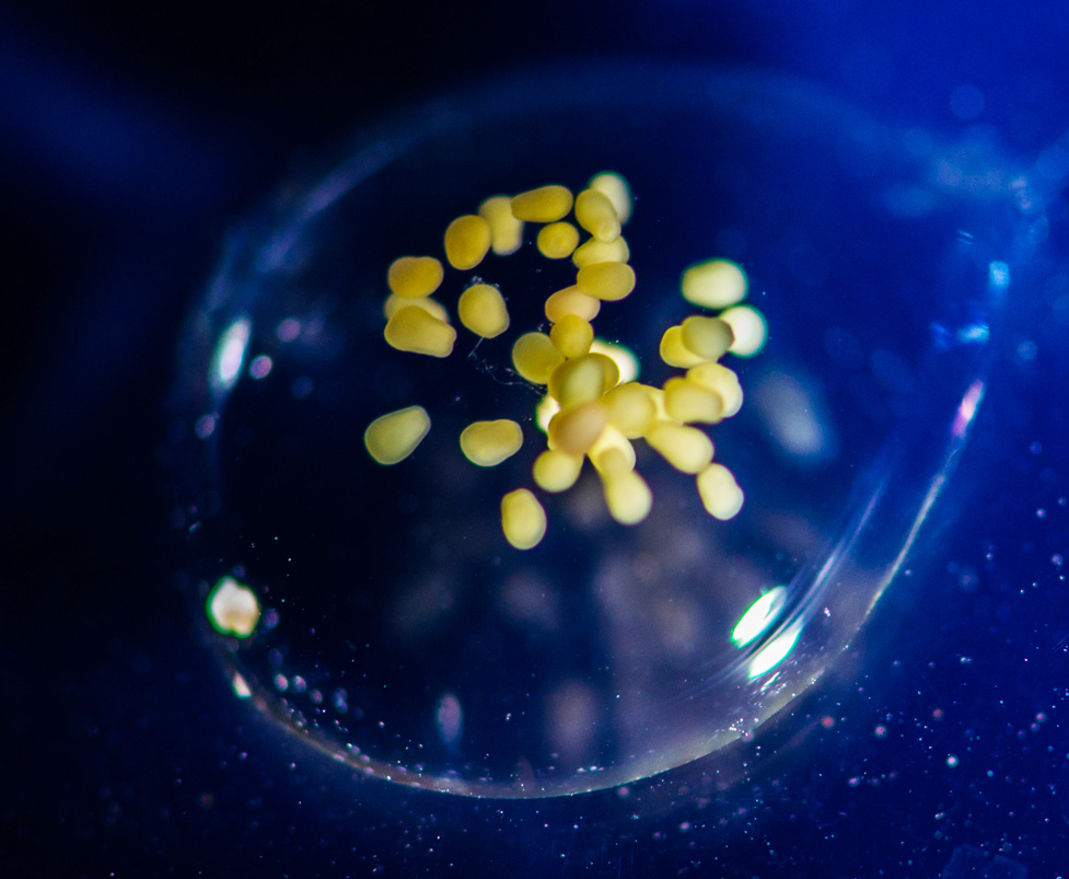 Κλιματική αλλαγή: Κοράλλια που καλλιεργήθηκαν εργαστηριακά επιβίωσαν στα ρεκόρ θερμοκρασίας-1