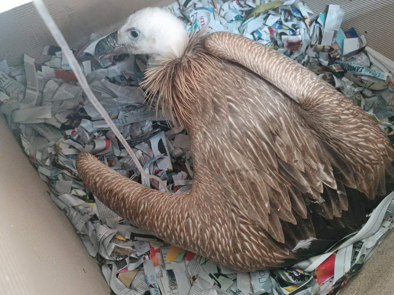 Ενσυναίσθηση για τα ζώα. Iστορίες με καλό τέλος από το καλοκαίρι που πέρασε-2