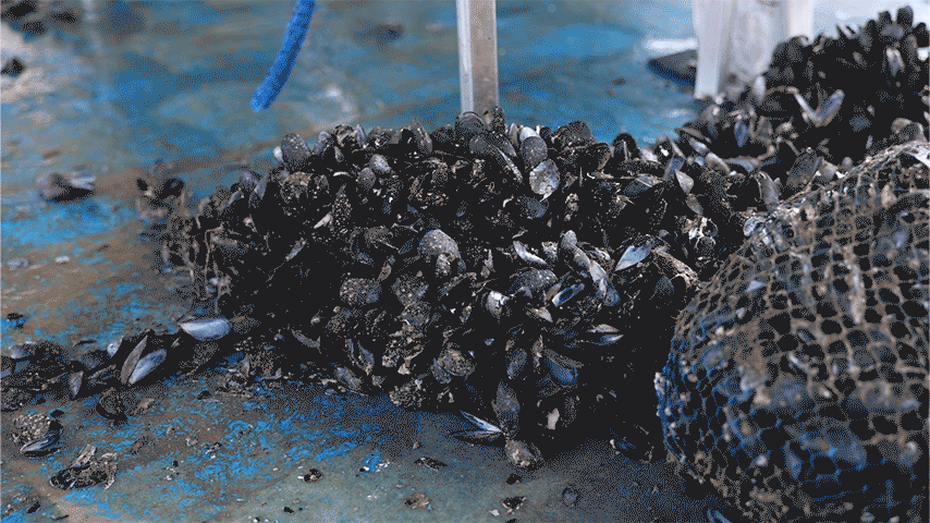 Στις μυδοκαλλιέργειες της Πιερίας «δεν έχει μείνει τίποτα ζωντανό»-6