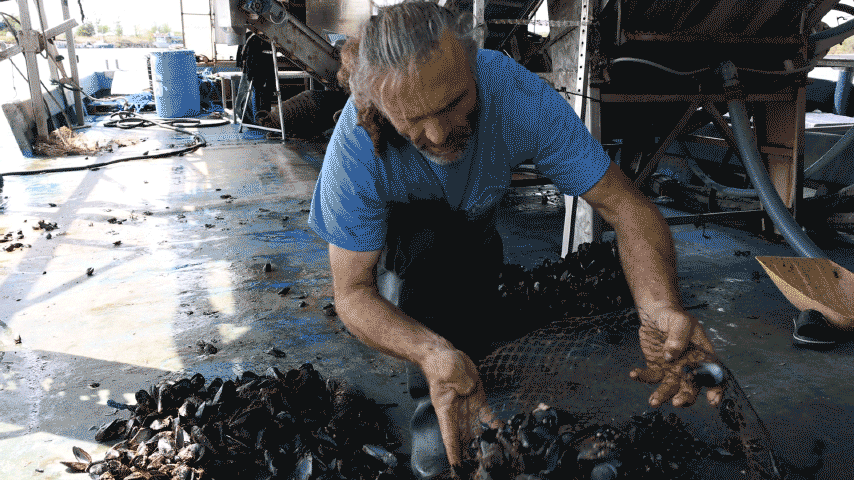 Στις μυδοκαλλιέργειες της Πιερίας «δεν έχει μείνει τίποτα ζωντανό»-7