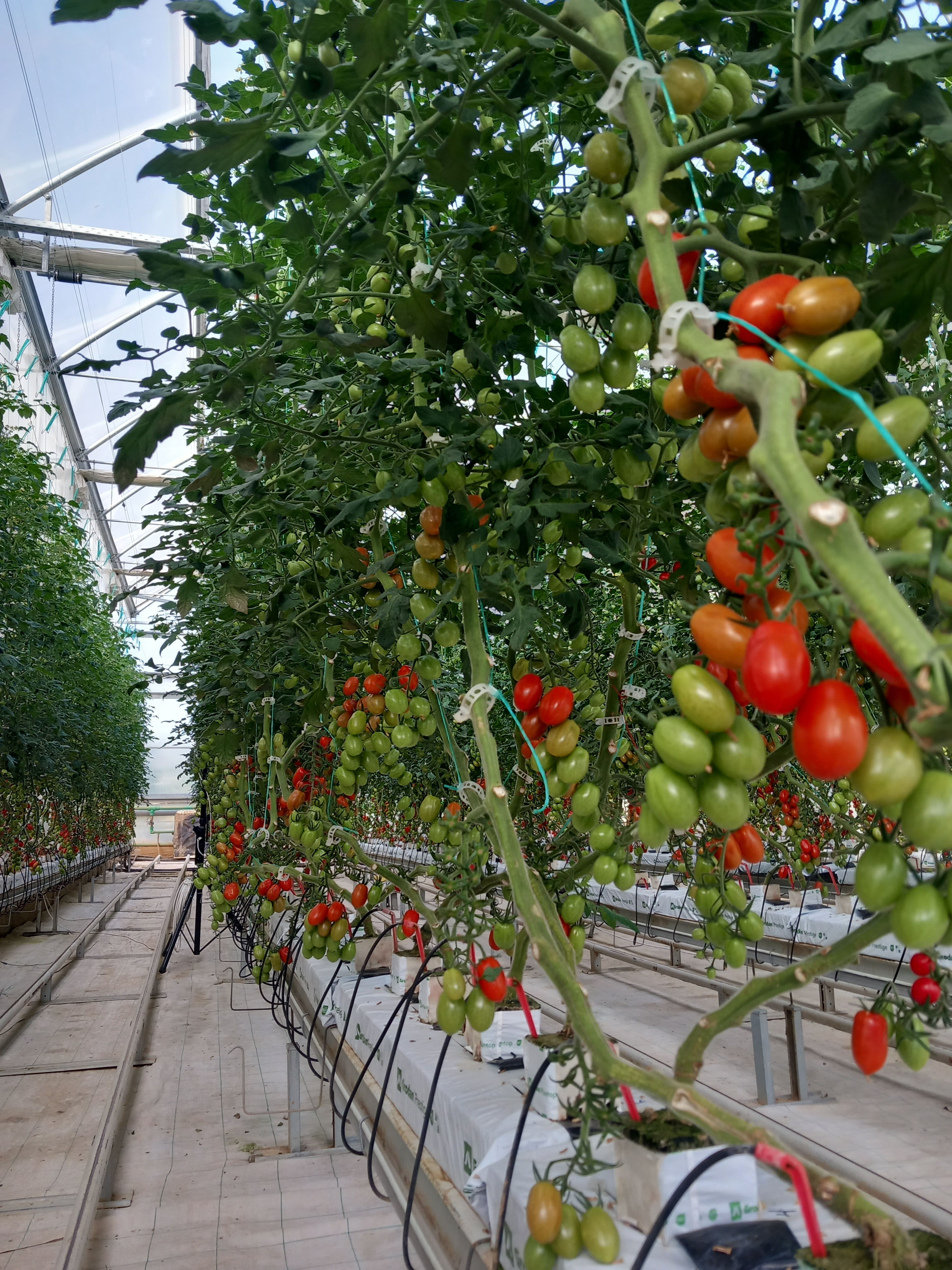 Από την υδροπονική ντομάτα στα μικροφύκη και στην παραγωγή ενέργειας-2