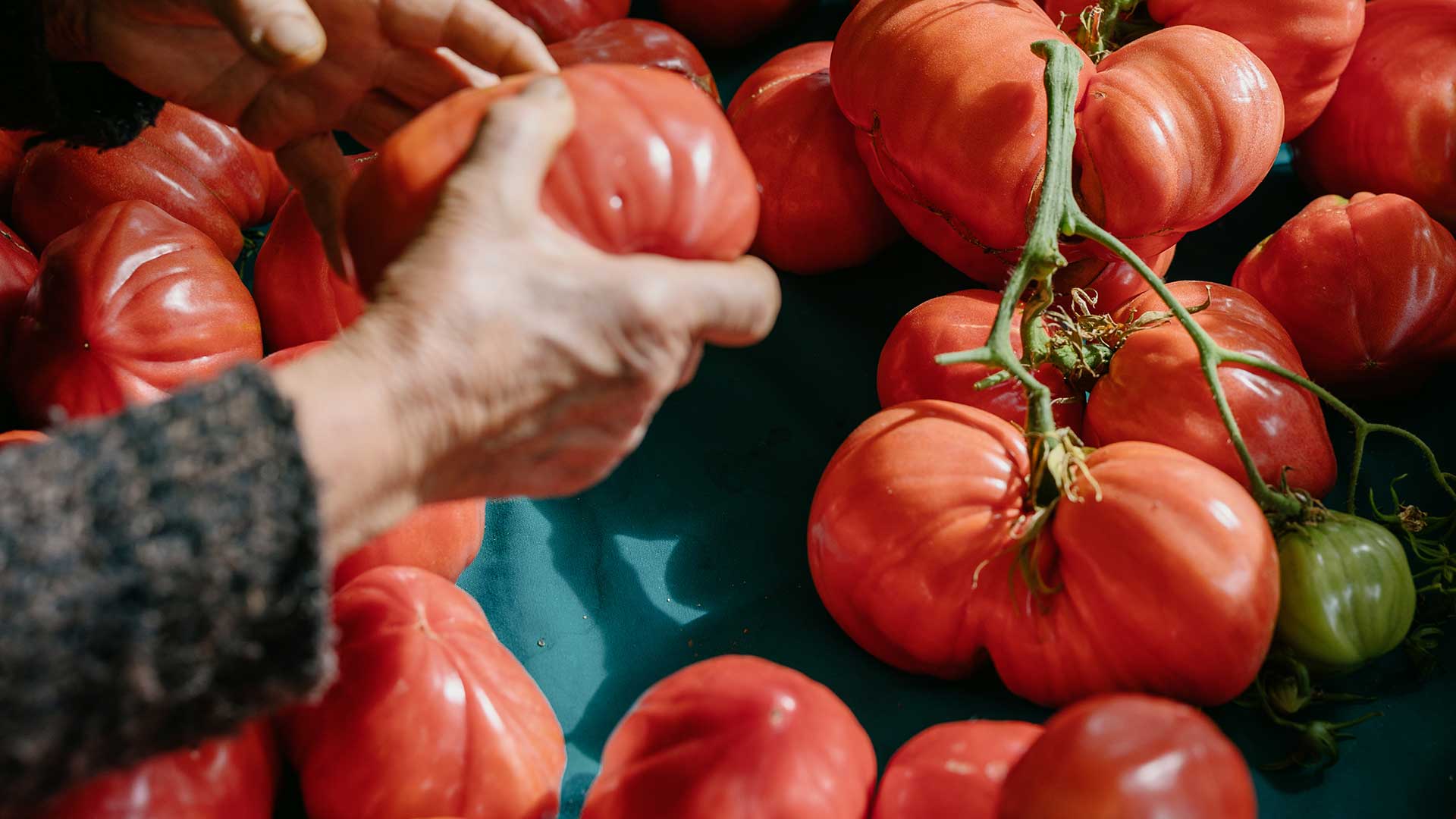 Explainer: Όλα όσα πρέπει να ξέρουμε για τις ελληνικές ντομάτες-4