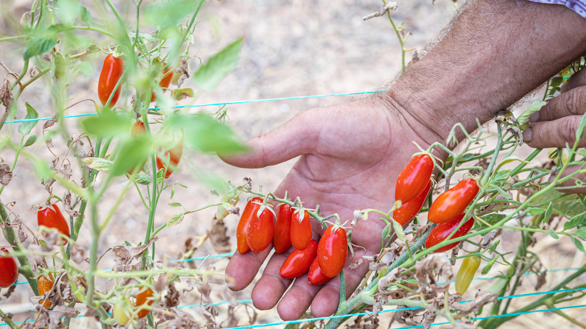 Explainer: Όλα όσα πρέπει να ξέρουμε για τις ελληνικές ντομάτες-3