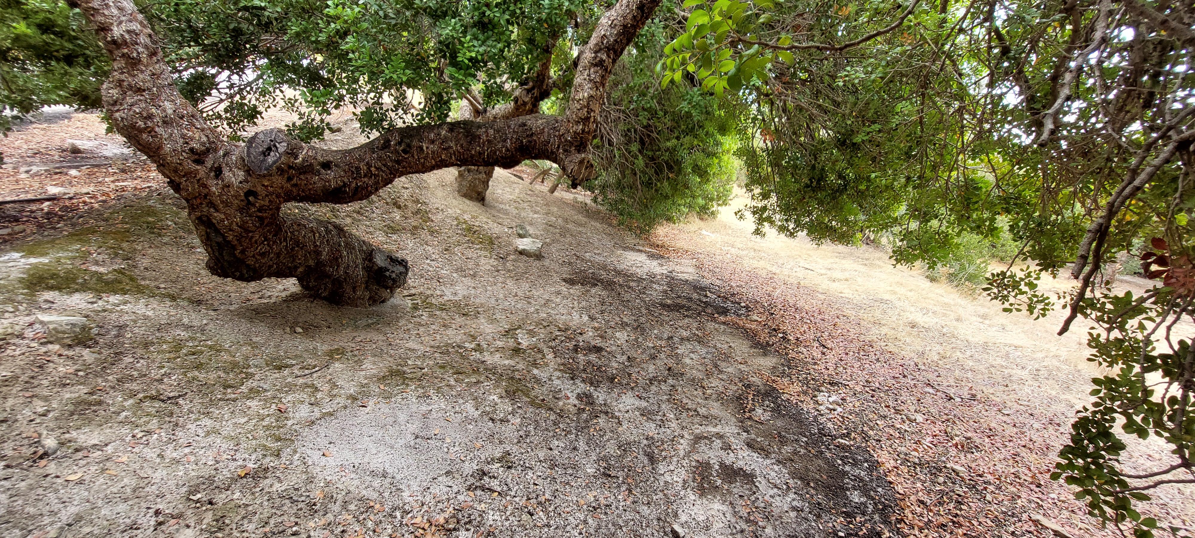 Στα Μαστιχοχώρια φέτος δεν πρόλαβαν τα «κεντήματα»-3