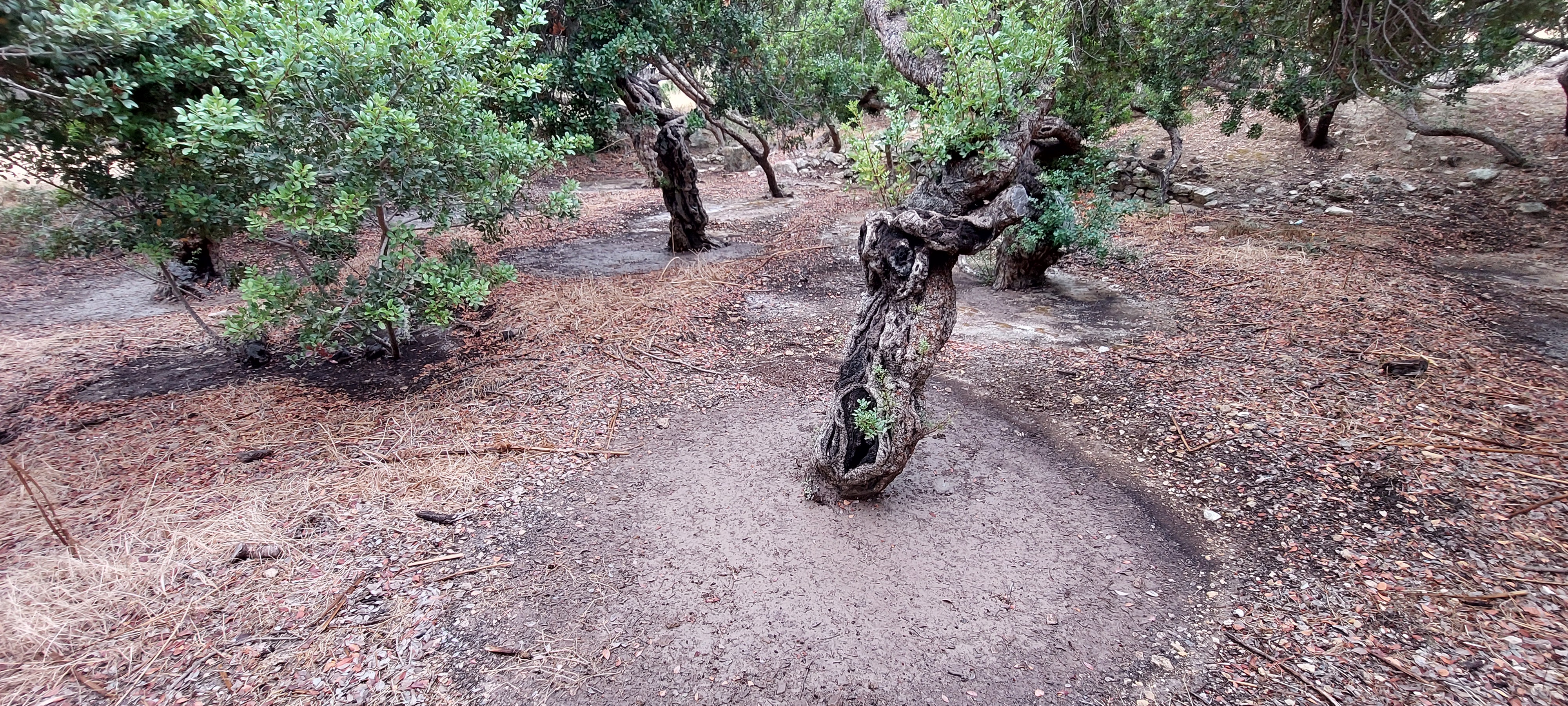 Στα Μαστιχοχώρια φέτος δεν πρόλαβαν τα «κεντήματα»-2