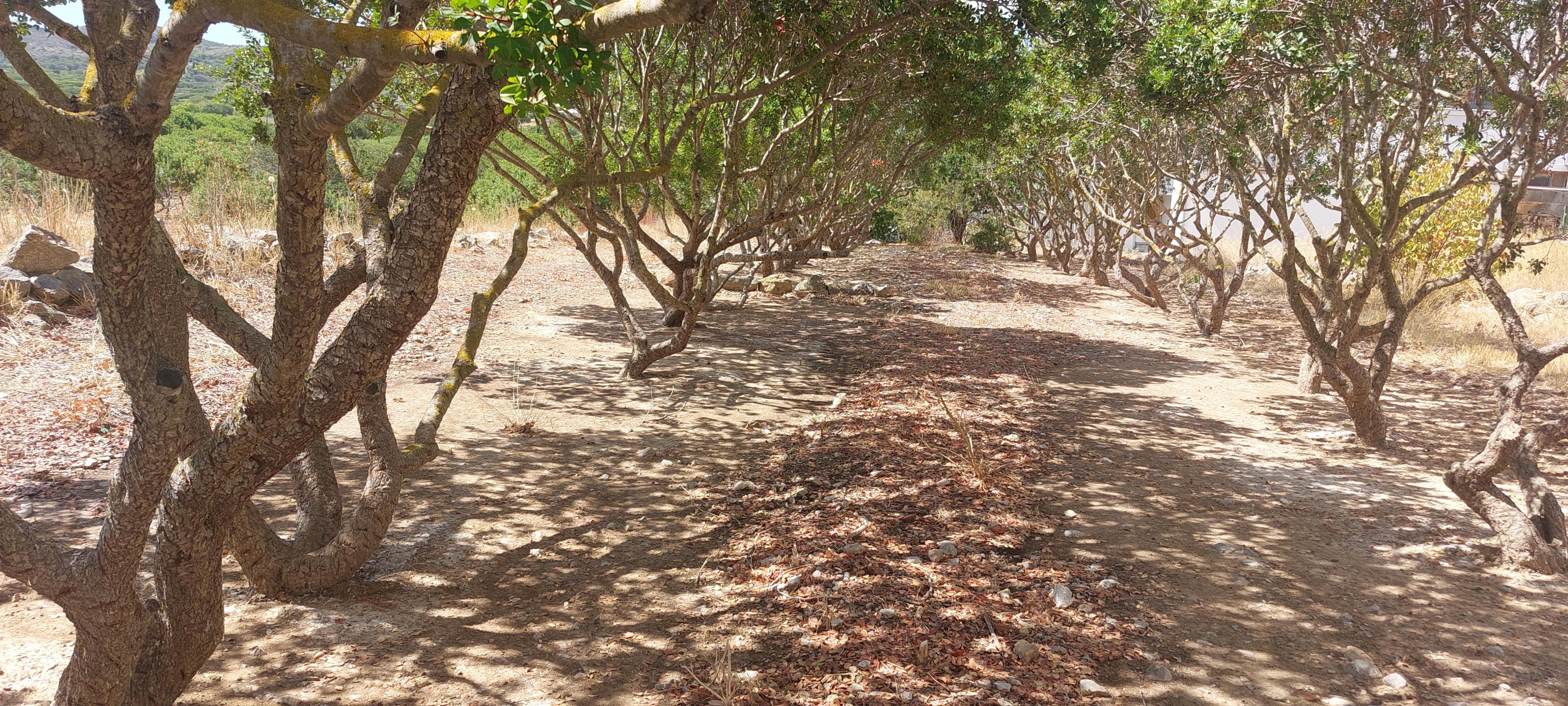 Στα Μαστιχοχώρια φέτος δεν πρόλαβαν τα «κεντήματα»-4