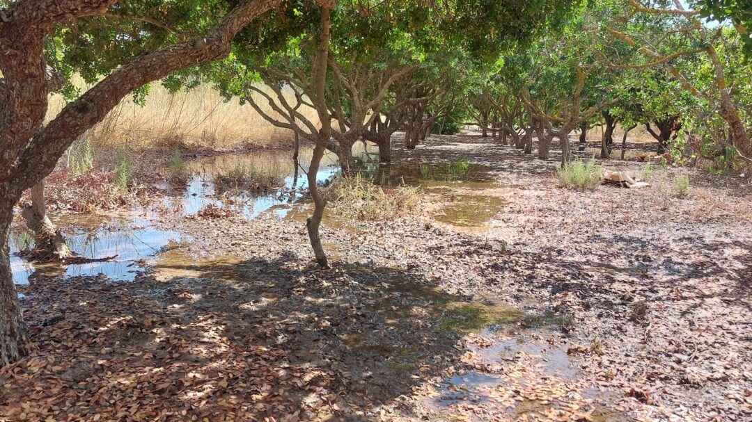 στα-μαστιχοχώρια-φέτος-δεν-πρόλαβαν-τ-563218723