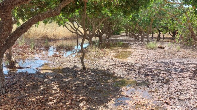 χίος-οταν-κόψουμε-τα-καμένα-μαστιχόδ-563218723