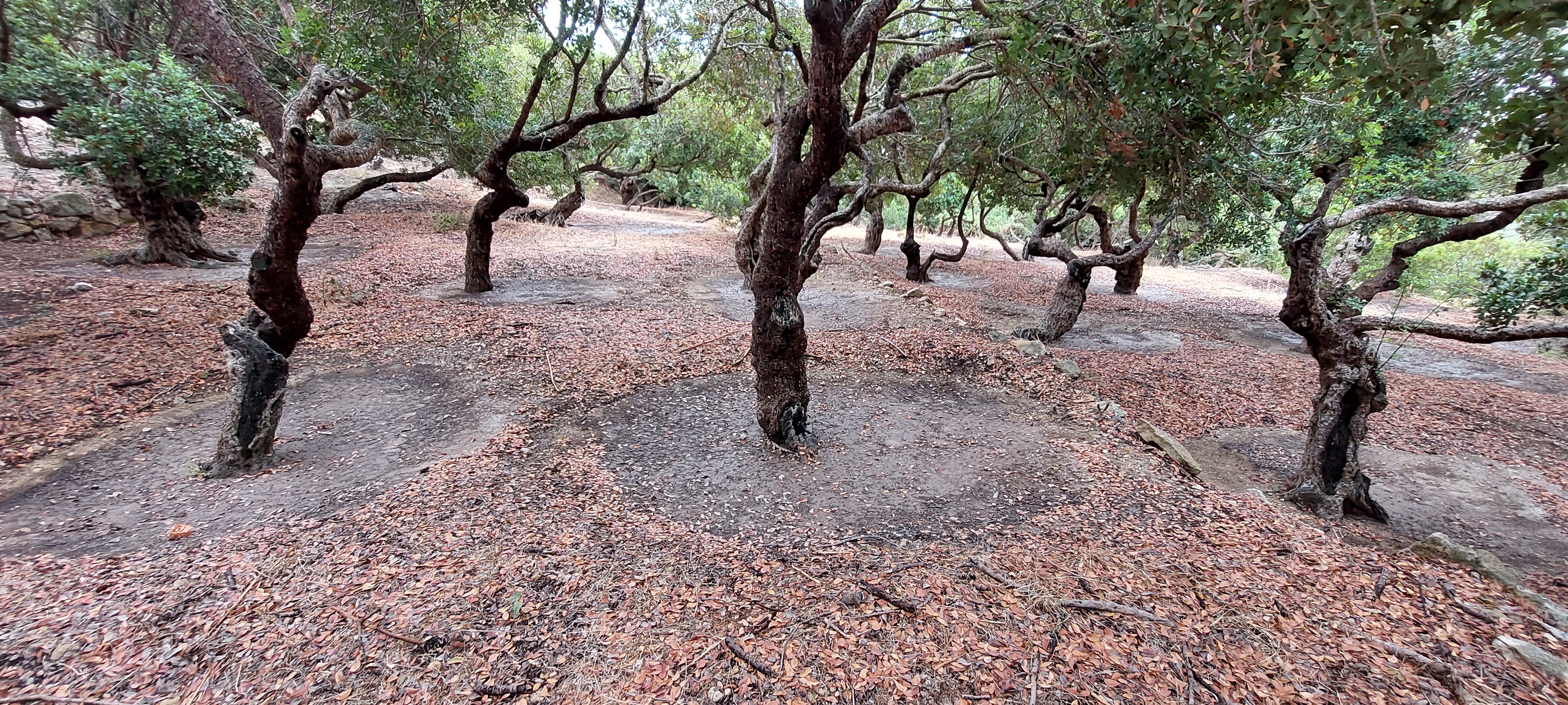Στα Μαστιχοχώρια φέτος δεν πρόλαβαν τα «κεντήματα»-1
