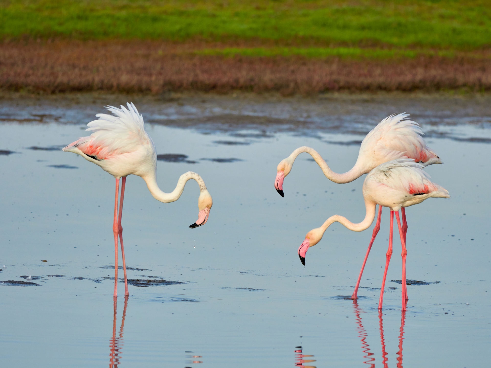 H Λέσβος φέτος είναι sold out-6