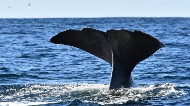 νορβηγία-νεκρή-εντοπίστηκε-η-φάλαινα-563198782