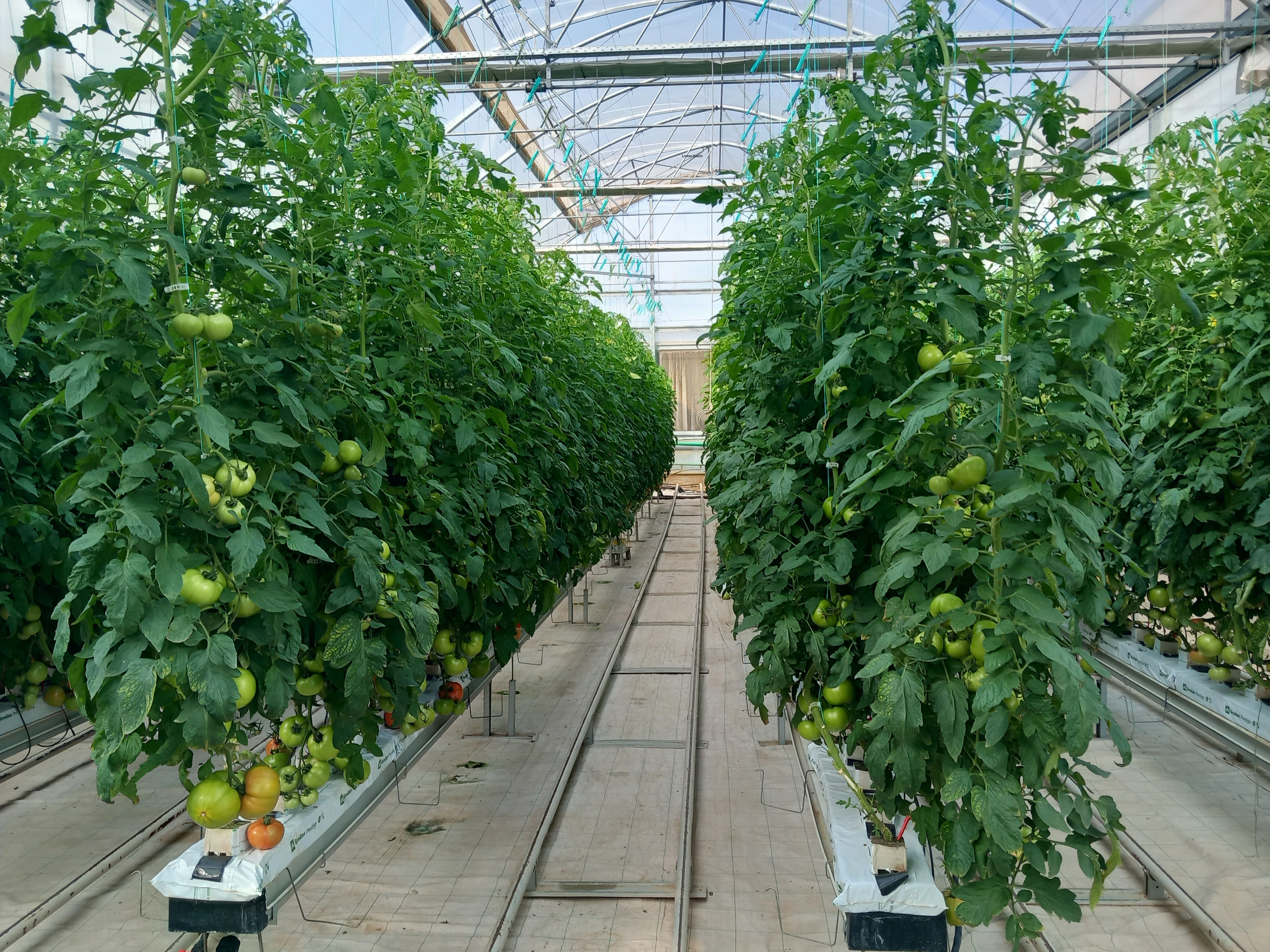 Από την υδροπονική ντομάτα στα μικροφύκη και στην παραγωγή ενέργειας-3