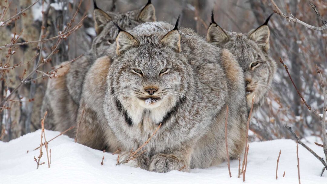 οι-κορυφαίες-φωτογραφίες-άγριας-ζωής-563263540