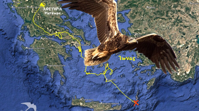 μείωση-του-πληθυσμού-άγριας-ζωής-κατά-73-563262892