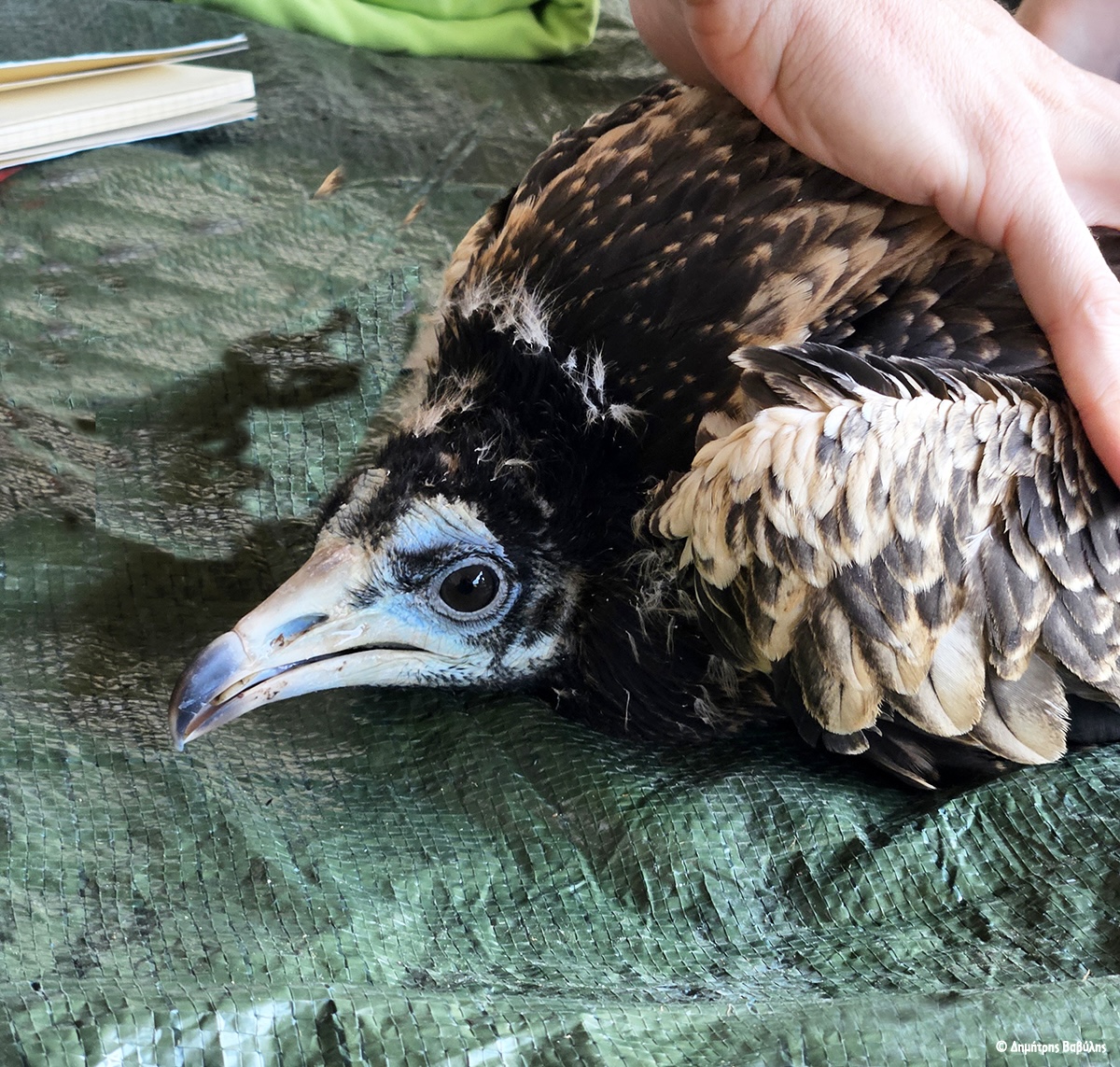 Χάθηκε ο Ιωνας, ο νεαρός Ασπροπάρης των Μετεώρων-1