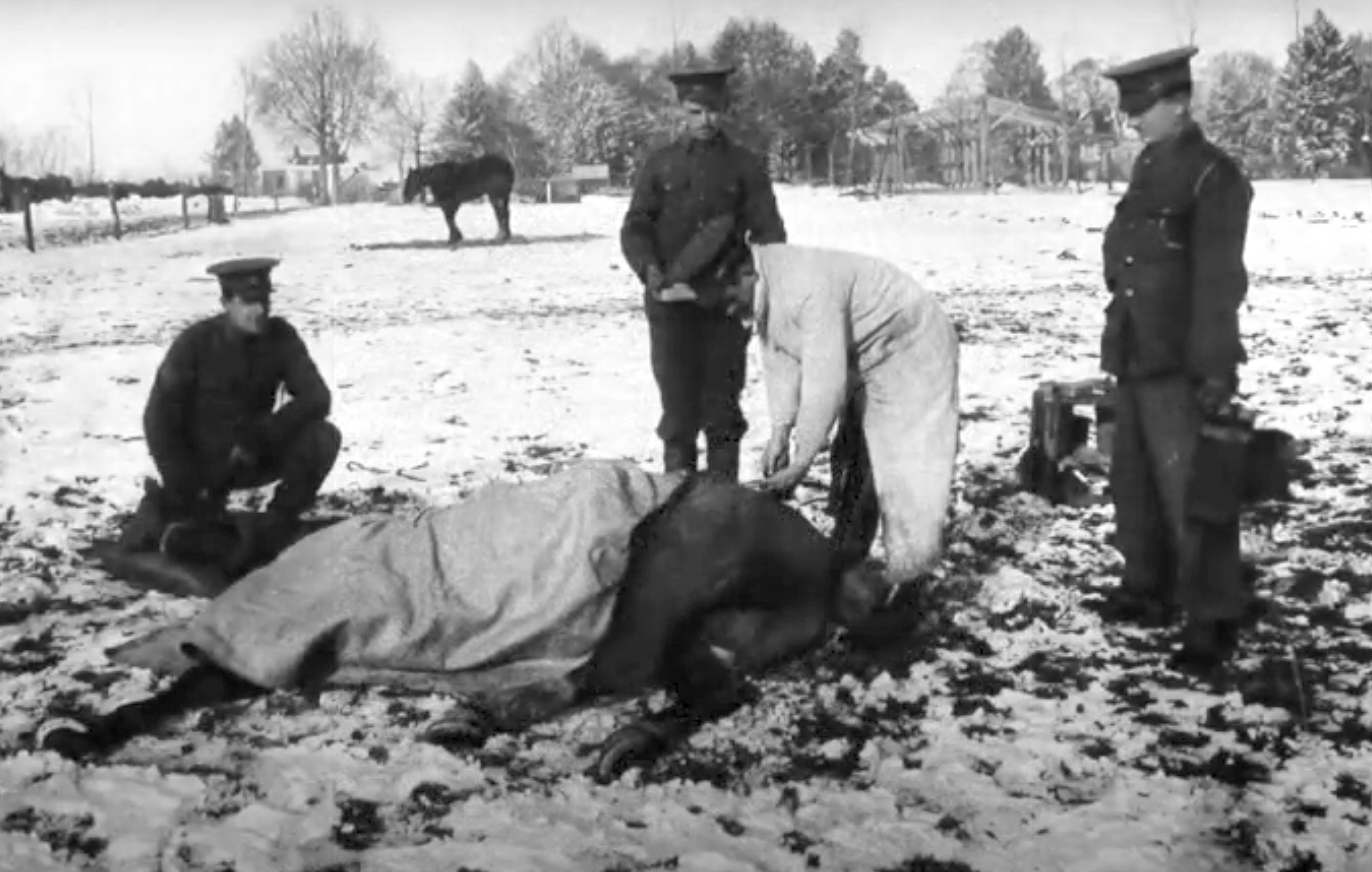 Τα ζώα των πολέμων-3