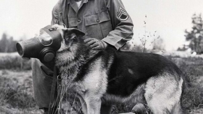 τα-ζώα-των-πολέμων-563294395