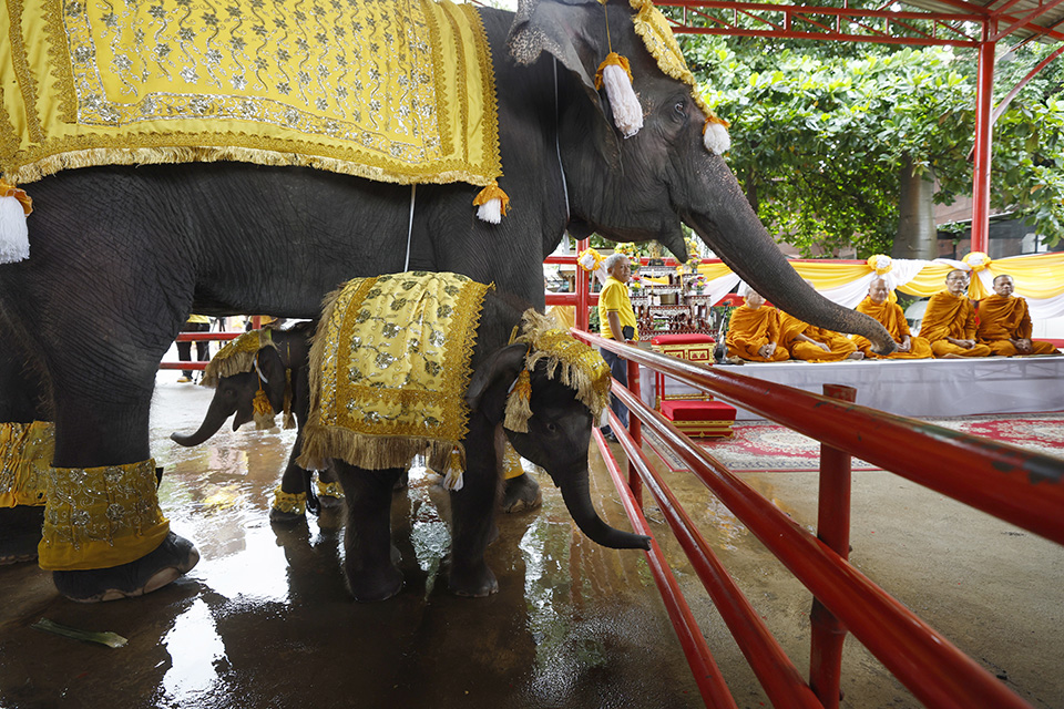 Στείρωση χωρίς χειρουργείο-2