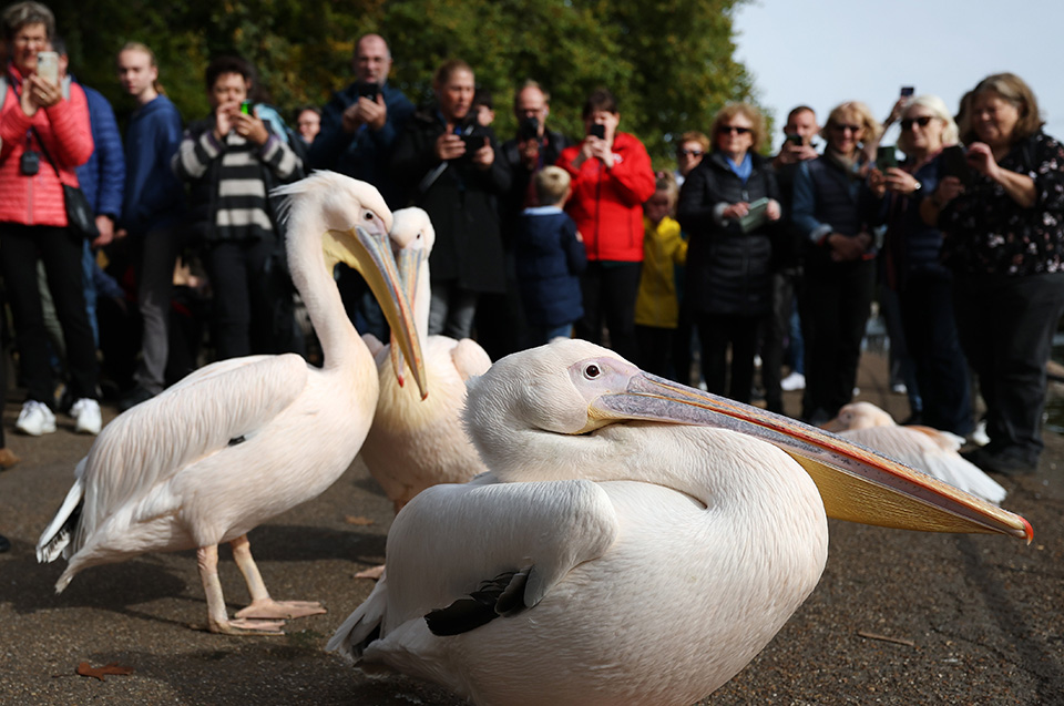 Ξεφλουδίζοντας τον καρχαρία-3