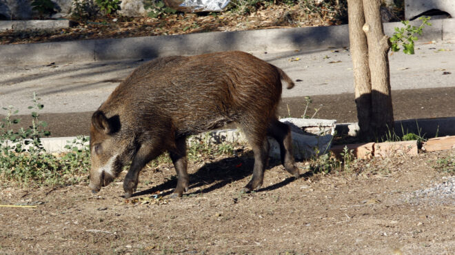 αγριογούρουνα-έκαναν-βόλτες-στο-μενί-563259637