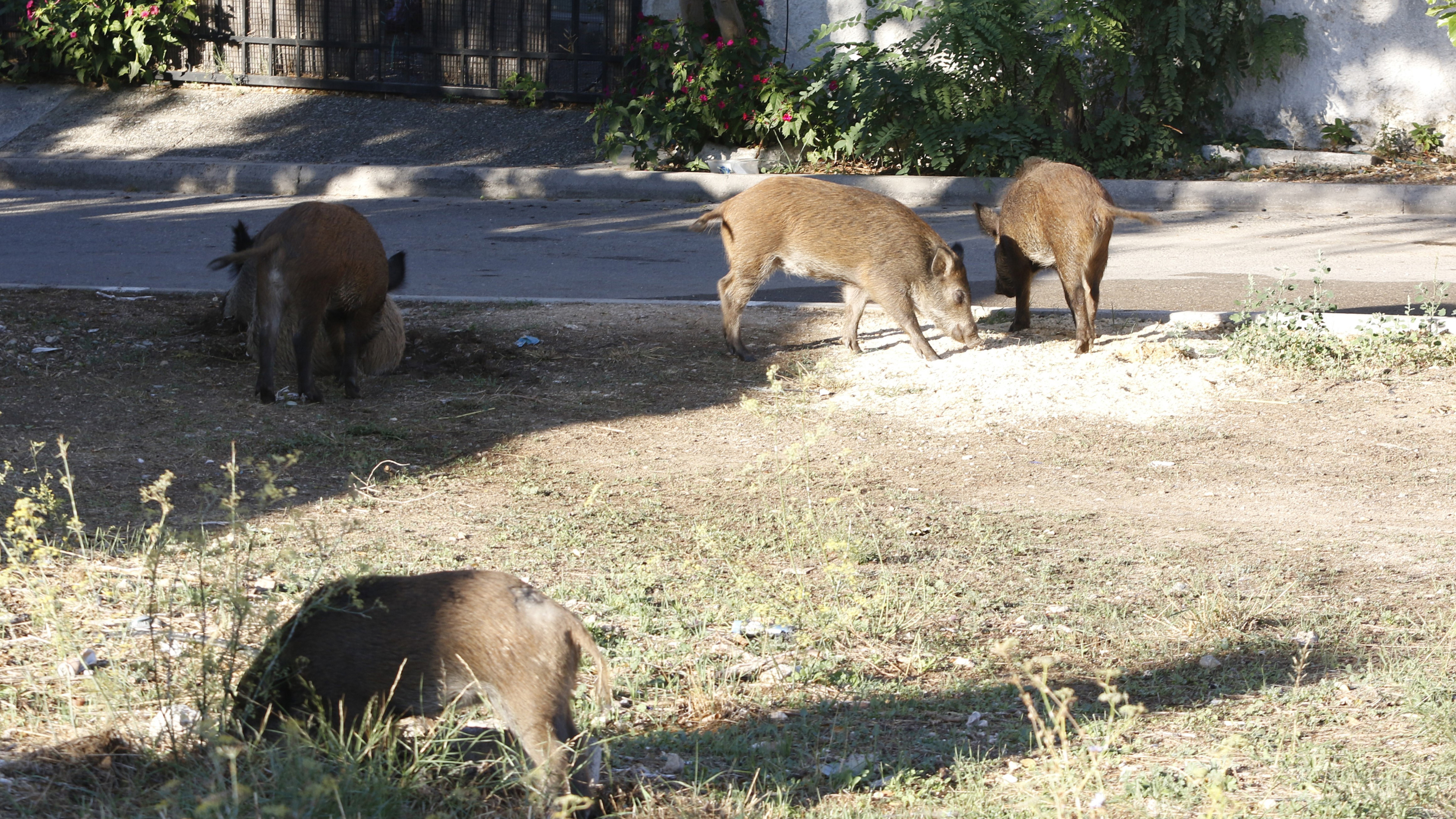 Αγριογούρουνα έκαναν βόλτες στο Μενίδι (εικόνες)-2