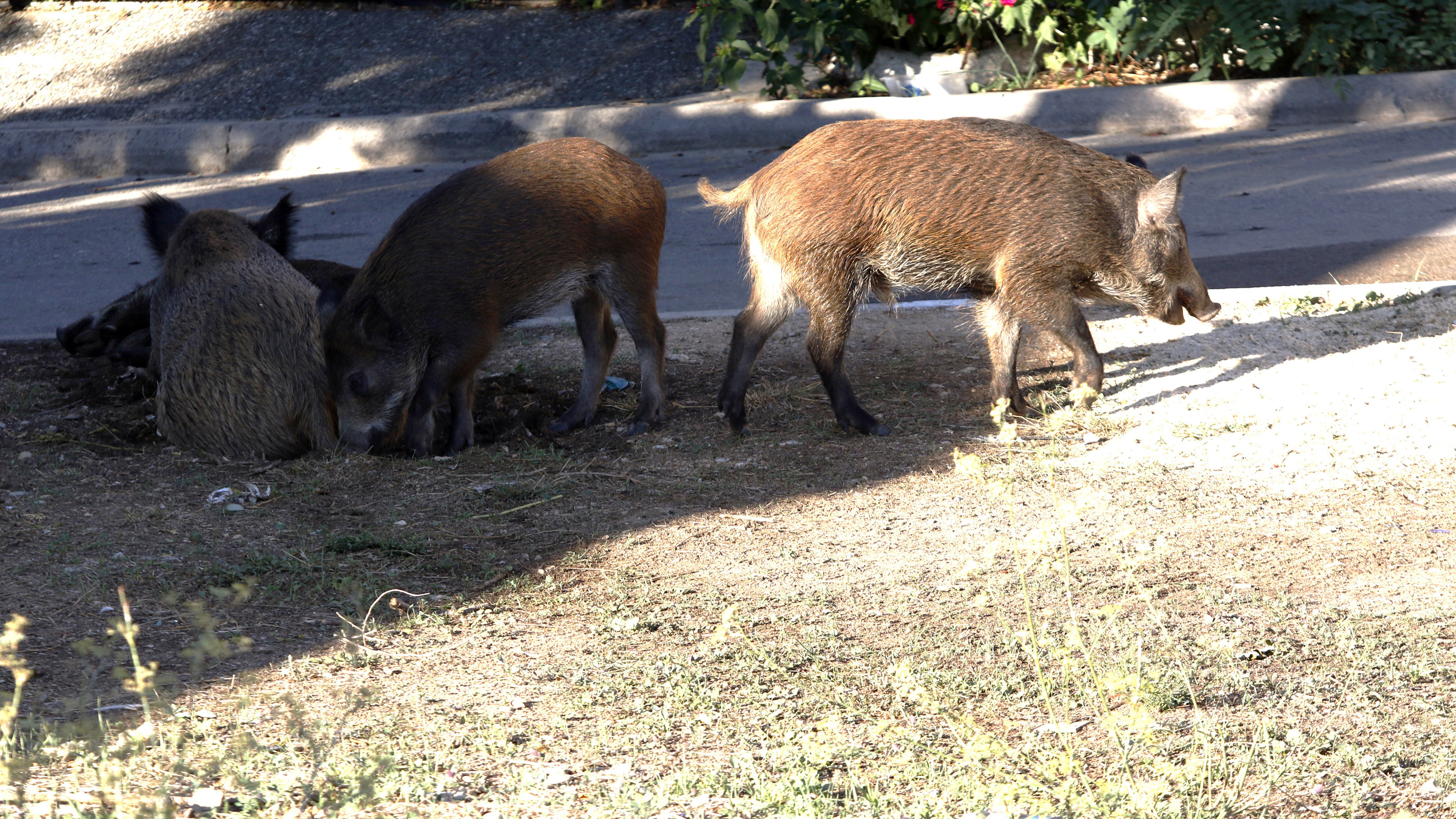 Αγριογούρουνα έκαναν βόλτες στο Μενίδι (εικόνες)-1