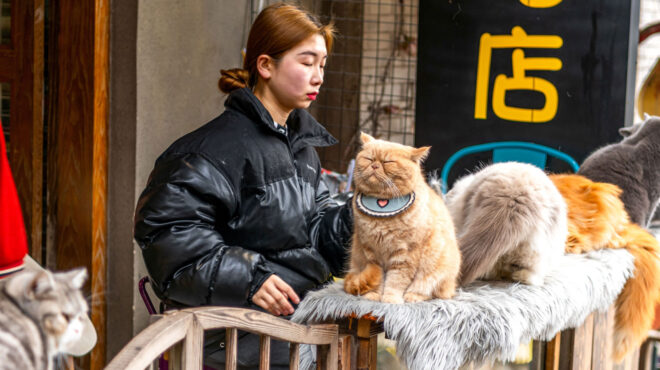 τα-κατοικίδια-στην-κίνα-εργάζονται-γι-563274757