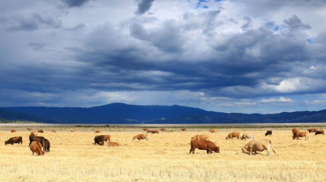ιωάννινα-δύο-συλλήψεις-για-απάτες-α-563254639