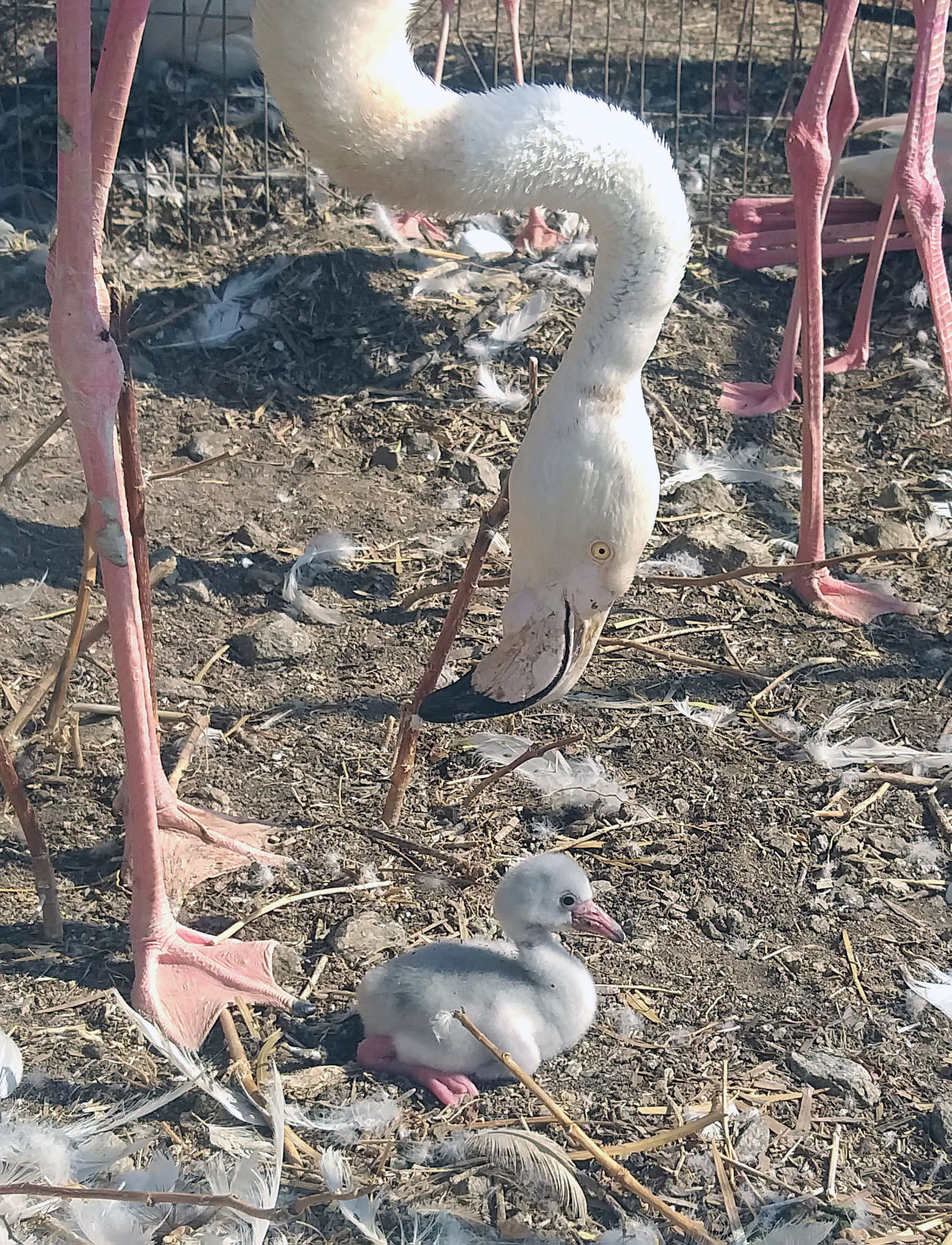 Στην «Αλκυόνη» τα άγρια ζώα κερδίζουν μία δεύτερη ζωή-2