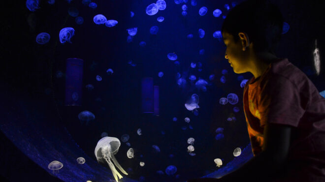 εκδηλώσεις-για-τα-30-χρόνια-του-eea-grants-στην-ελ-563295835