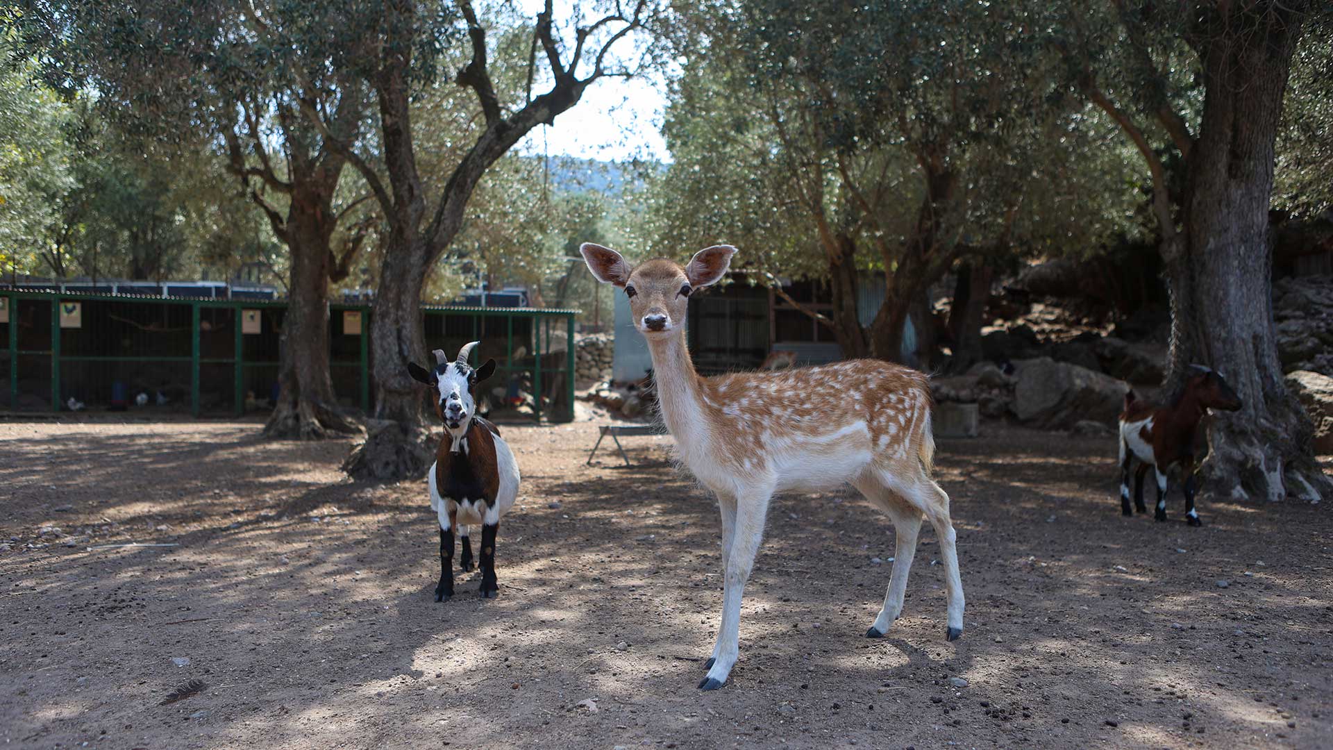 Φάρμα Καριοφύλλη: Εμπειρία για όλη την οικογένεια-3