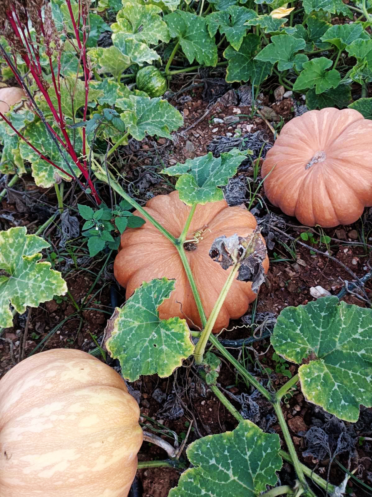 Πώς η «κολοκύθα του Χάλογουιν» μπήκε στην ελληνική κουζίνα-4