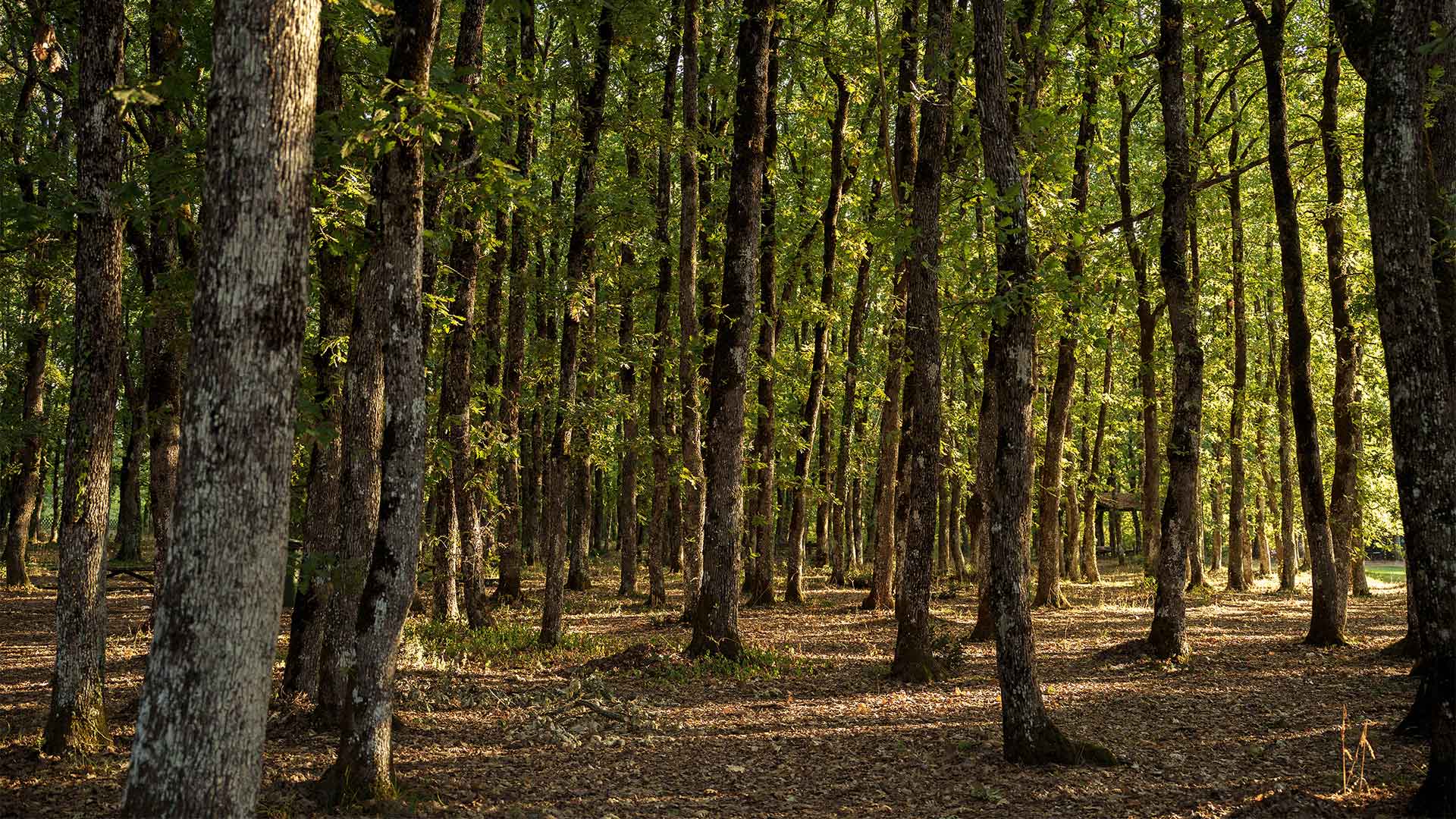 Αρναία: Το χωριό της Χαλκιδικής με τα επιβλητικά αρχοντικά-2