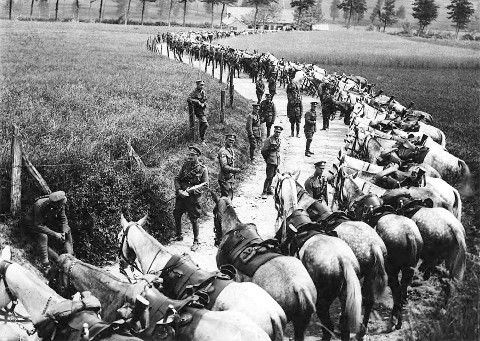 Τα ζώα των πολέμων-2