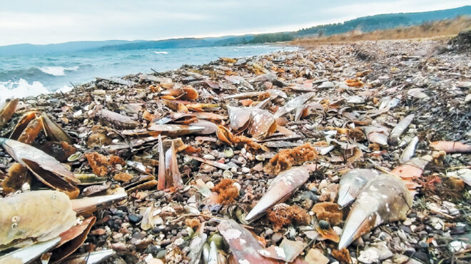 αρθρο-δημήτρη-καραβέλλα-στην-κ-θαλά-563274913