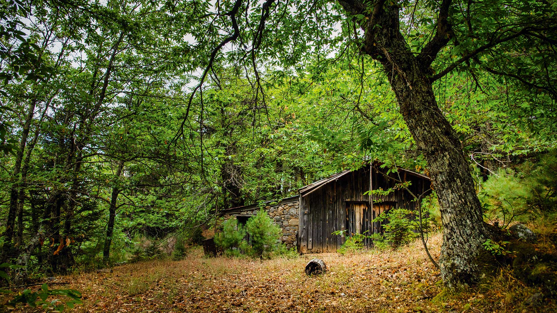 Εκδρομή στην Καστάνιτσα, για κάστανα και πεζοπορία στη σκιά του Πάρνωνα-3