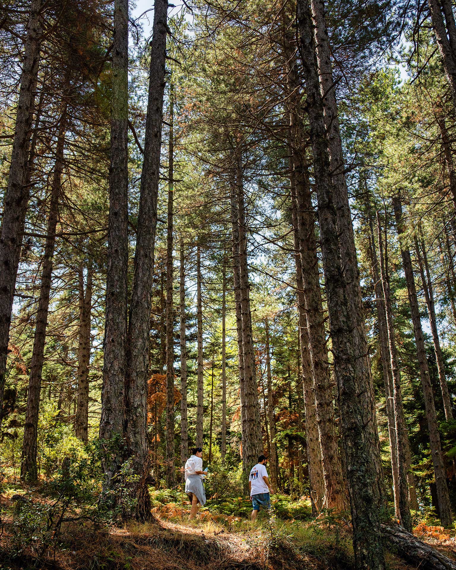 Εκδρομή στην Καστάνιτσα, για κάστανα και πεζοπορία στη σκιά του Πάρνωνα-2