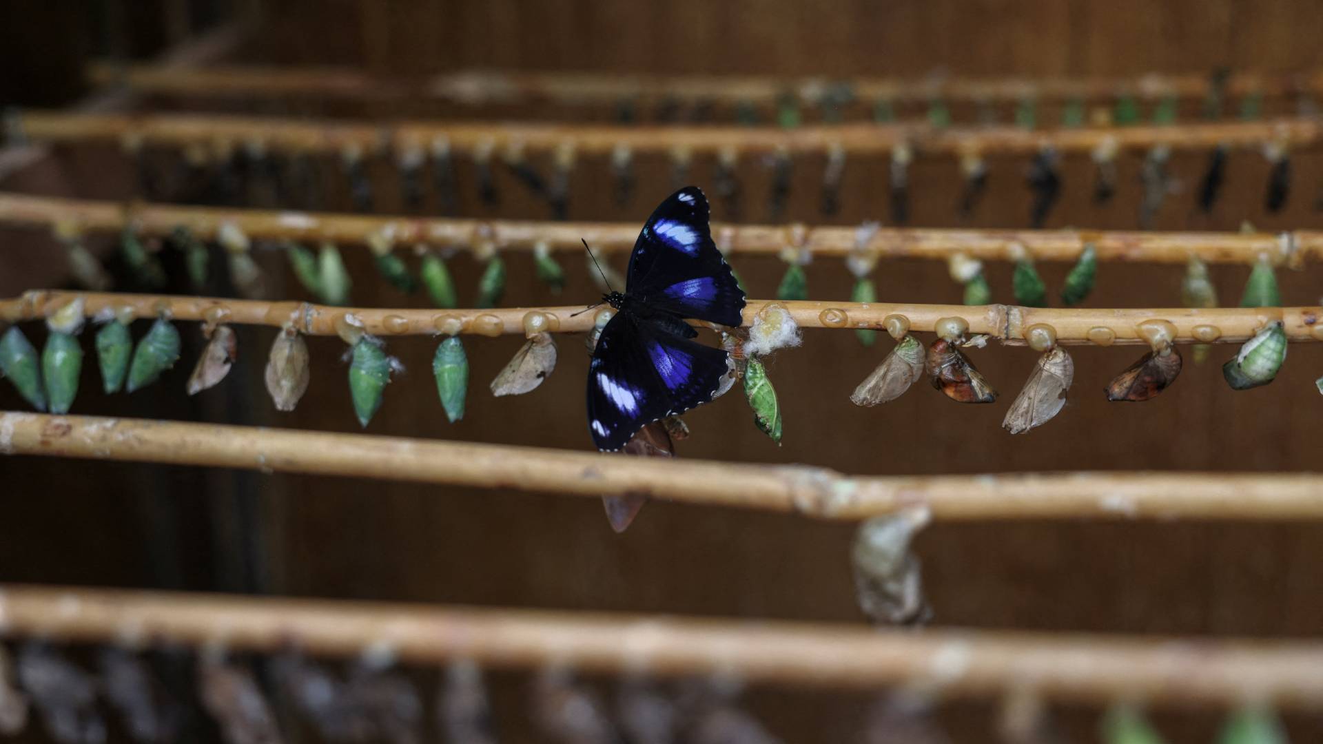 Κλιματική αλλαγή: Οι πεταλούδες της Ελλάδας άρχισαν να πεινάνε – Και γίνονται όλο και πιο μικρές-2