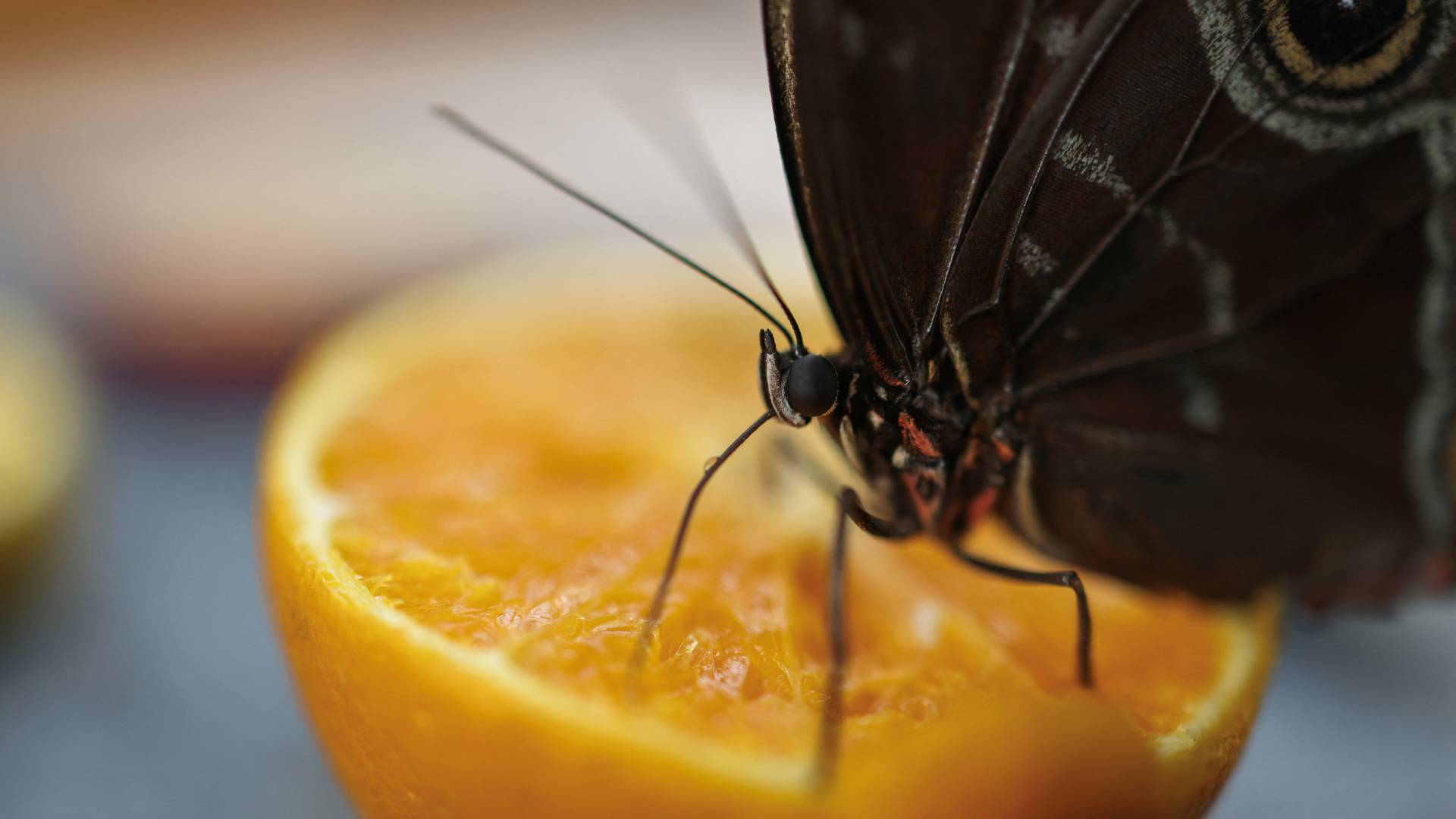 Κλιματική αλλαγή: Οι πεταλούδες της Ελλάδας άρχισαν να πεινάνε – Και γίνονται όλο και πιο μικρές-1
