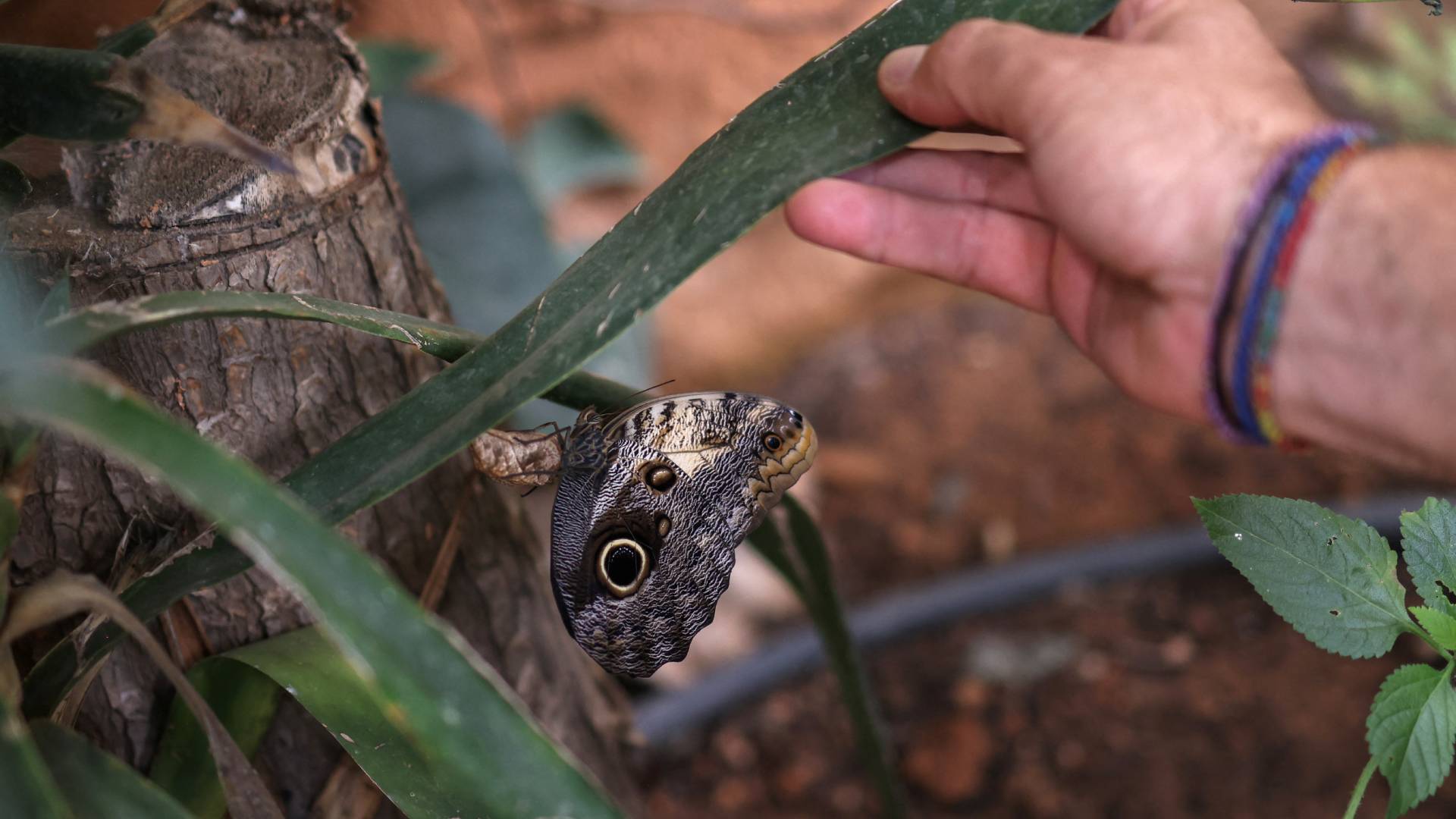 Κλιματική αλλαγή: Οι πεταλούδες της Ελλάδας άρχισαν να πεινάνε – Και γίνονται όλο και πιο μικρές-4