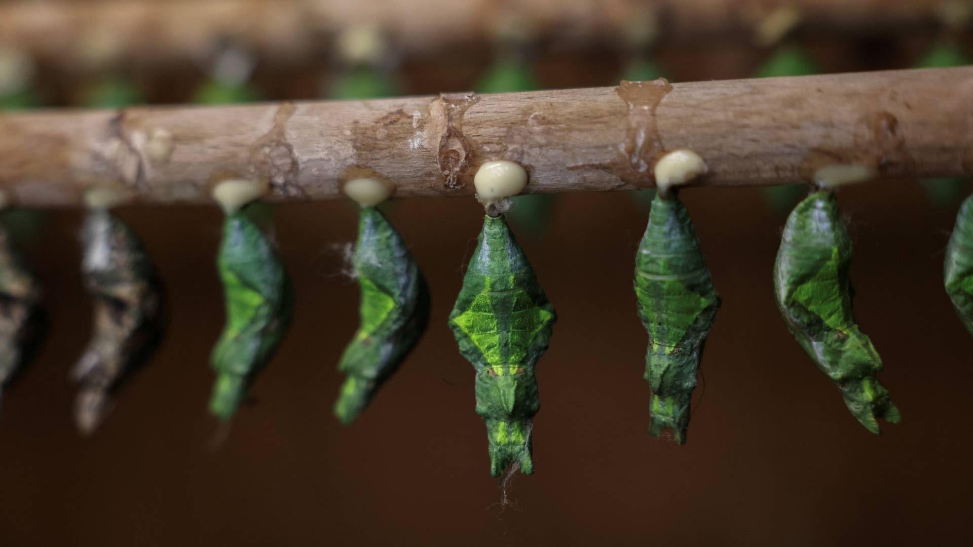 Κλιματική αλλαγή: Οι πεταλούδες της Ελλάδας άρχισαν να πεινάνε – Και γίνονται όλο και πιο μικρές-3