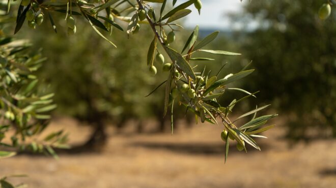 εχουμε-καρπό-στα-δέντρα-όμως-είναι-αφ-563285206