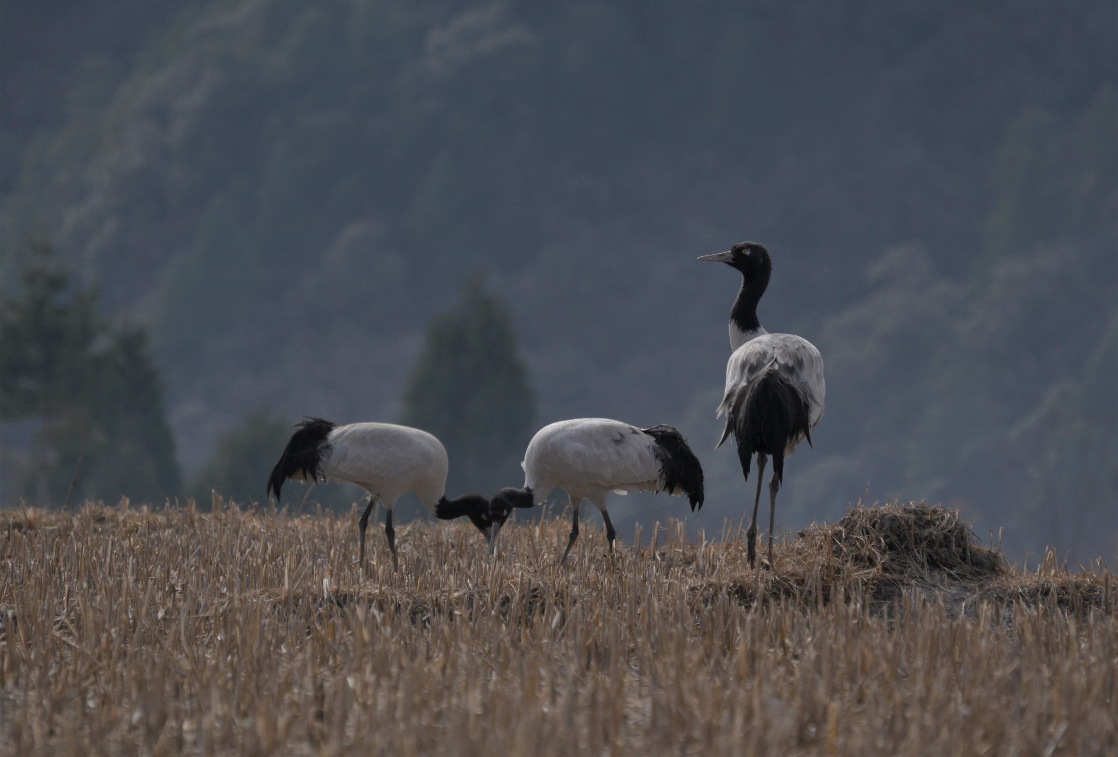 Το νόμισμα του Μπουτάν είναι η ευτυχία και το δάσος-11