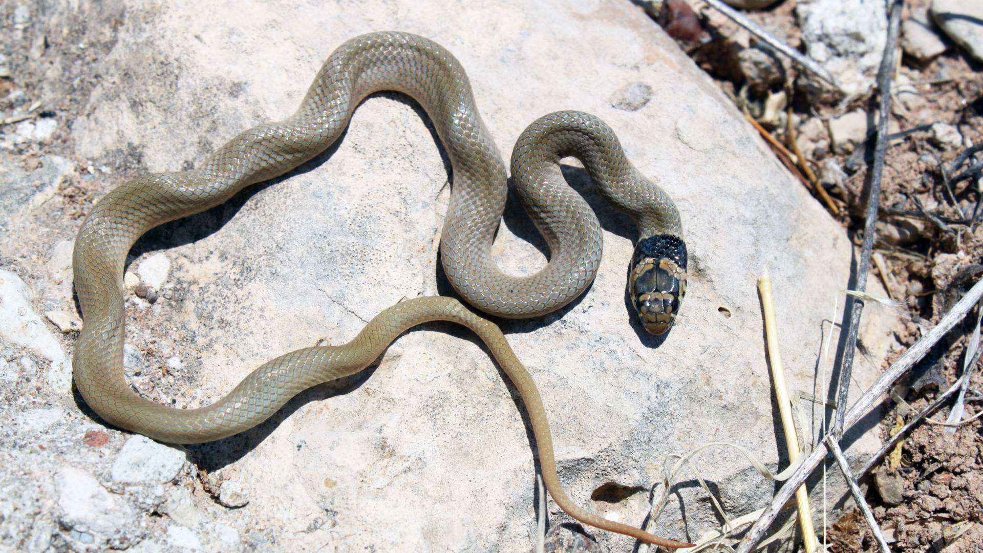 Φάρμακο κατά του άσθματος από δηλητήριο φιδιού;-1