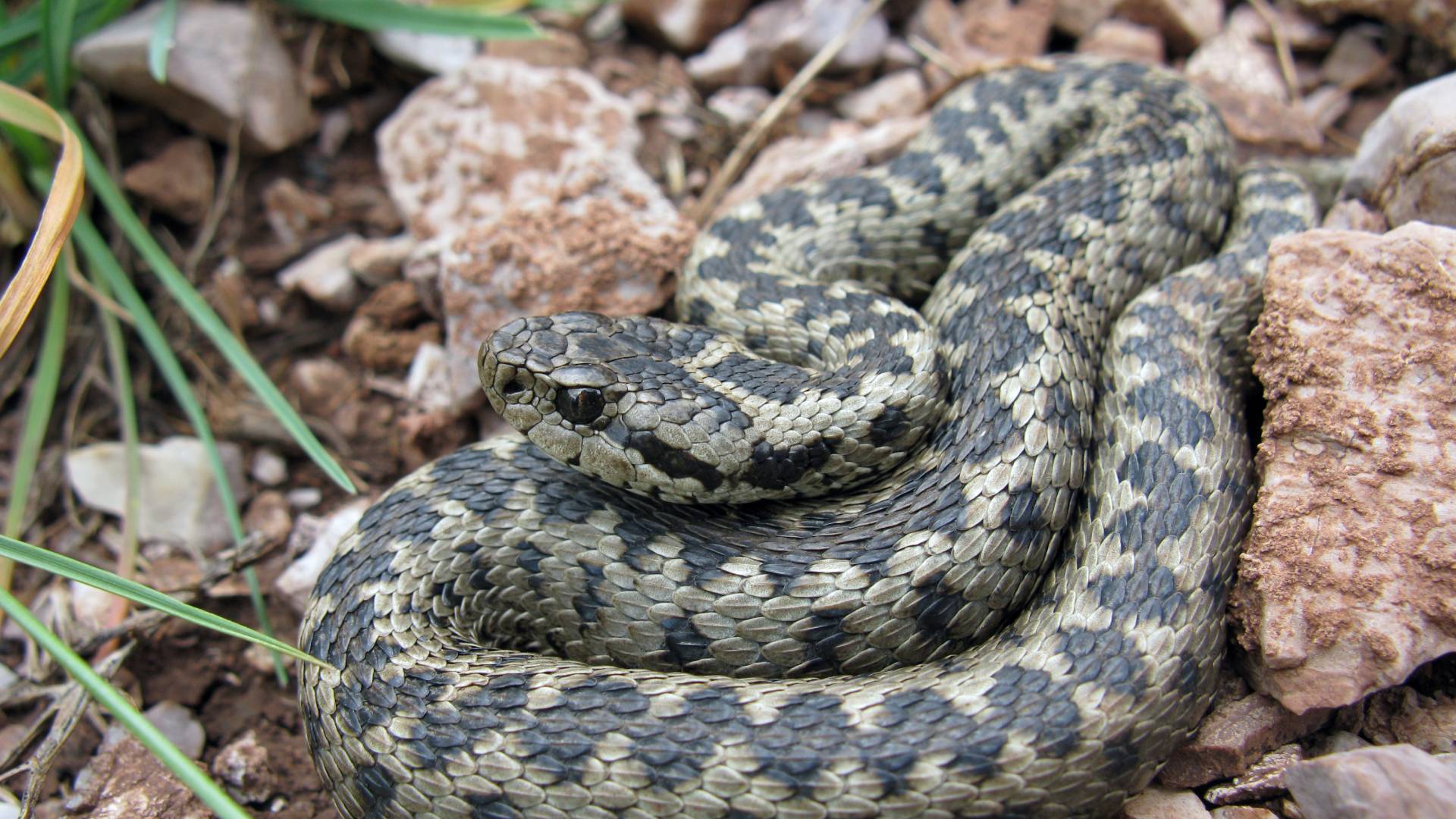 Φάρμακο κατά του άσθματος από δηλητήριο φιδιού;-2