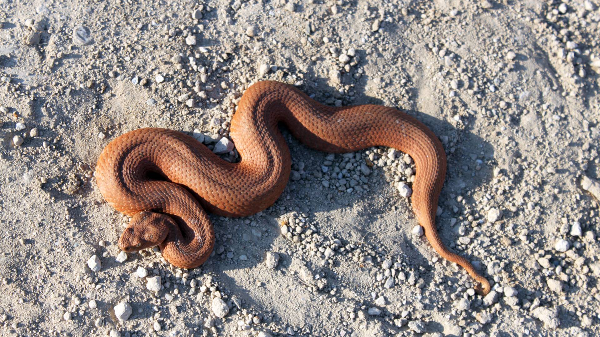 Φάρμακο κατά του άσθματος από δηλητήριο φιδιού;-3