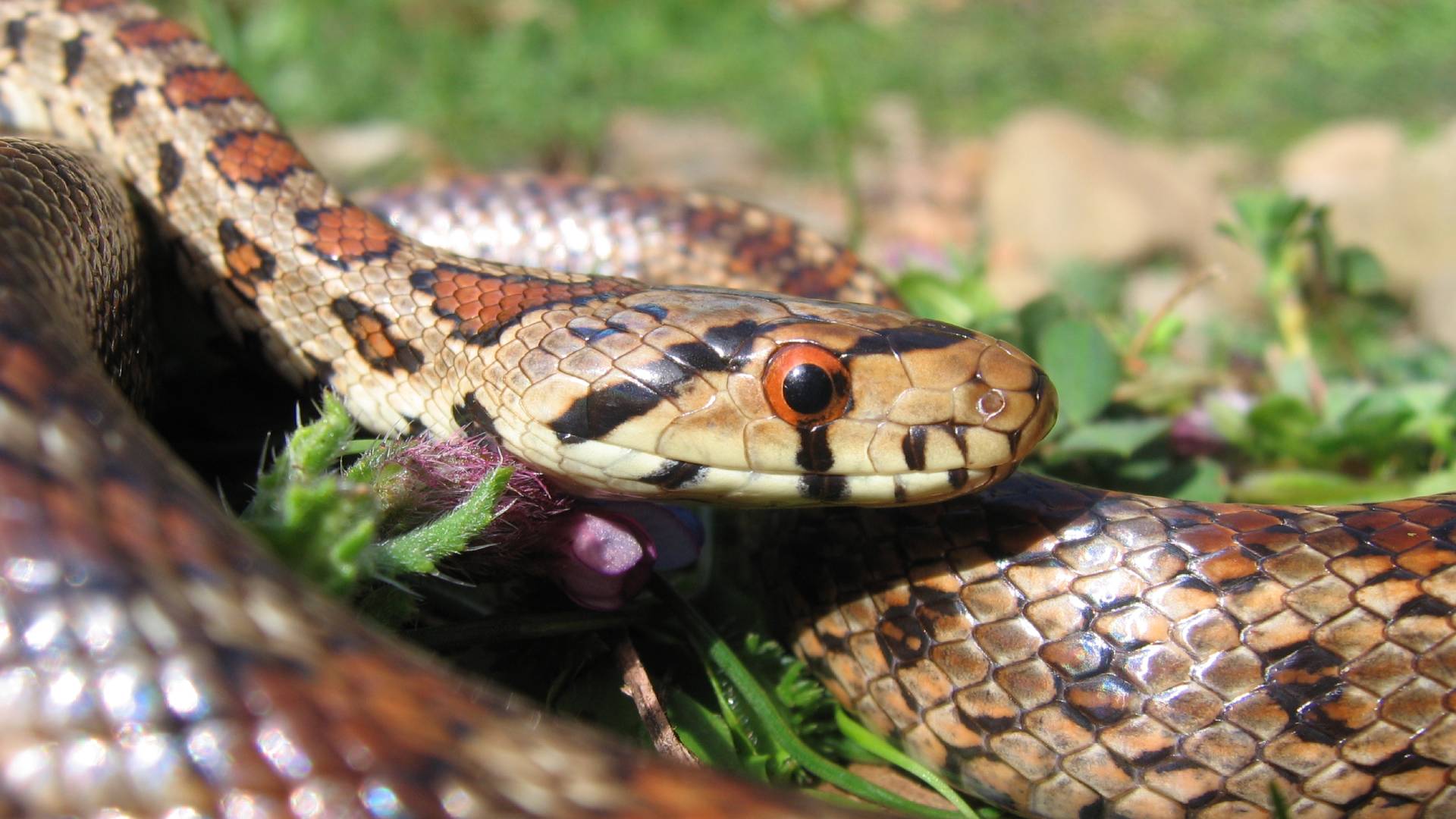 Φάρμακο κατά του άσθματος από δηλητήριο φιδιού;-6